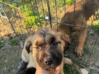 Cane Corso dogs Cane Corso Puppy 3 - Ad 7