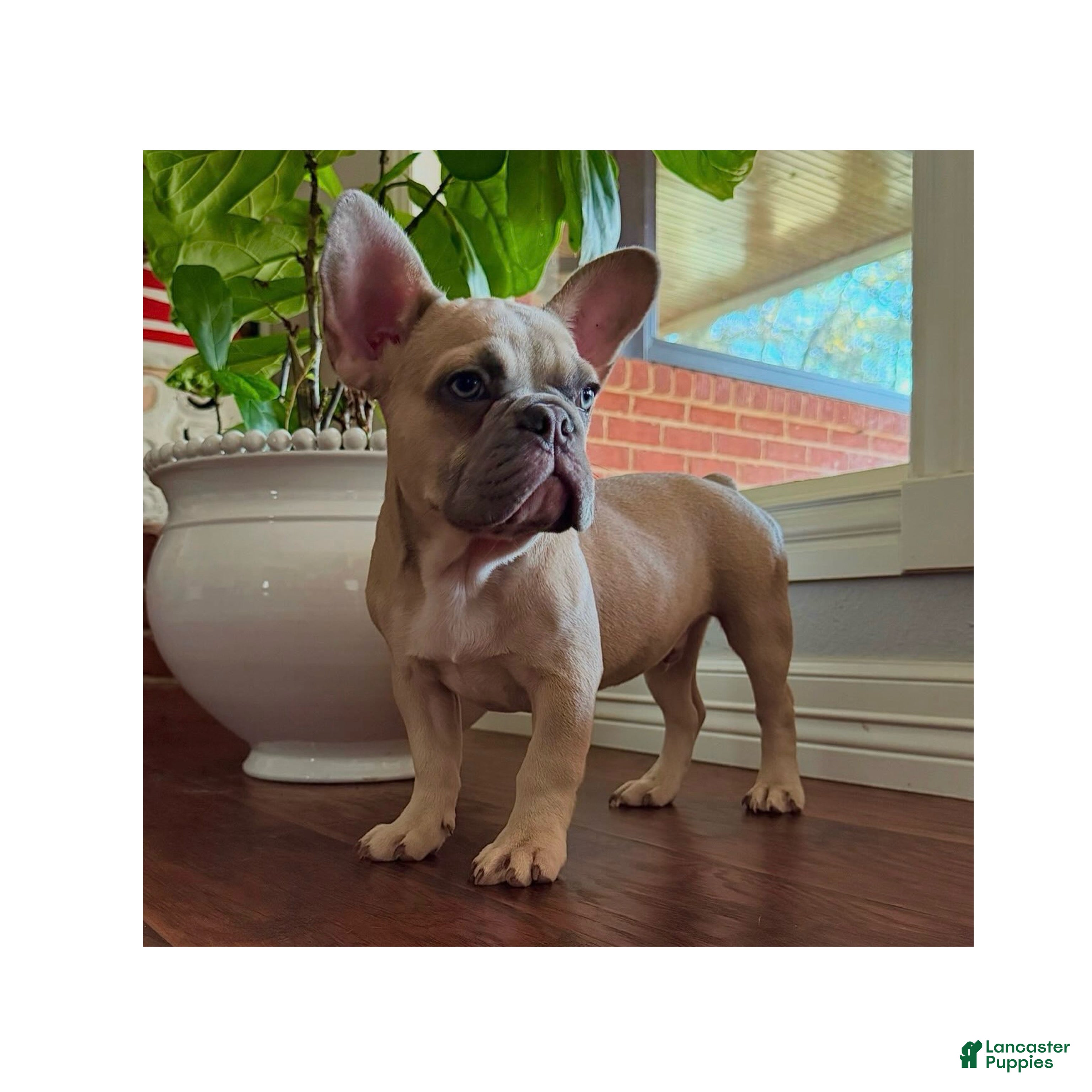 French Bulldog dogs French Bulldog Puppy 1 - Ad 4
