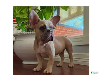 French Bulldog dogs French Bulldog Puppy 1 - Ad 4