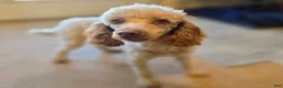 Cavapoo dogs for sale: Firefly - Ad 6