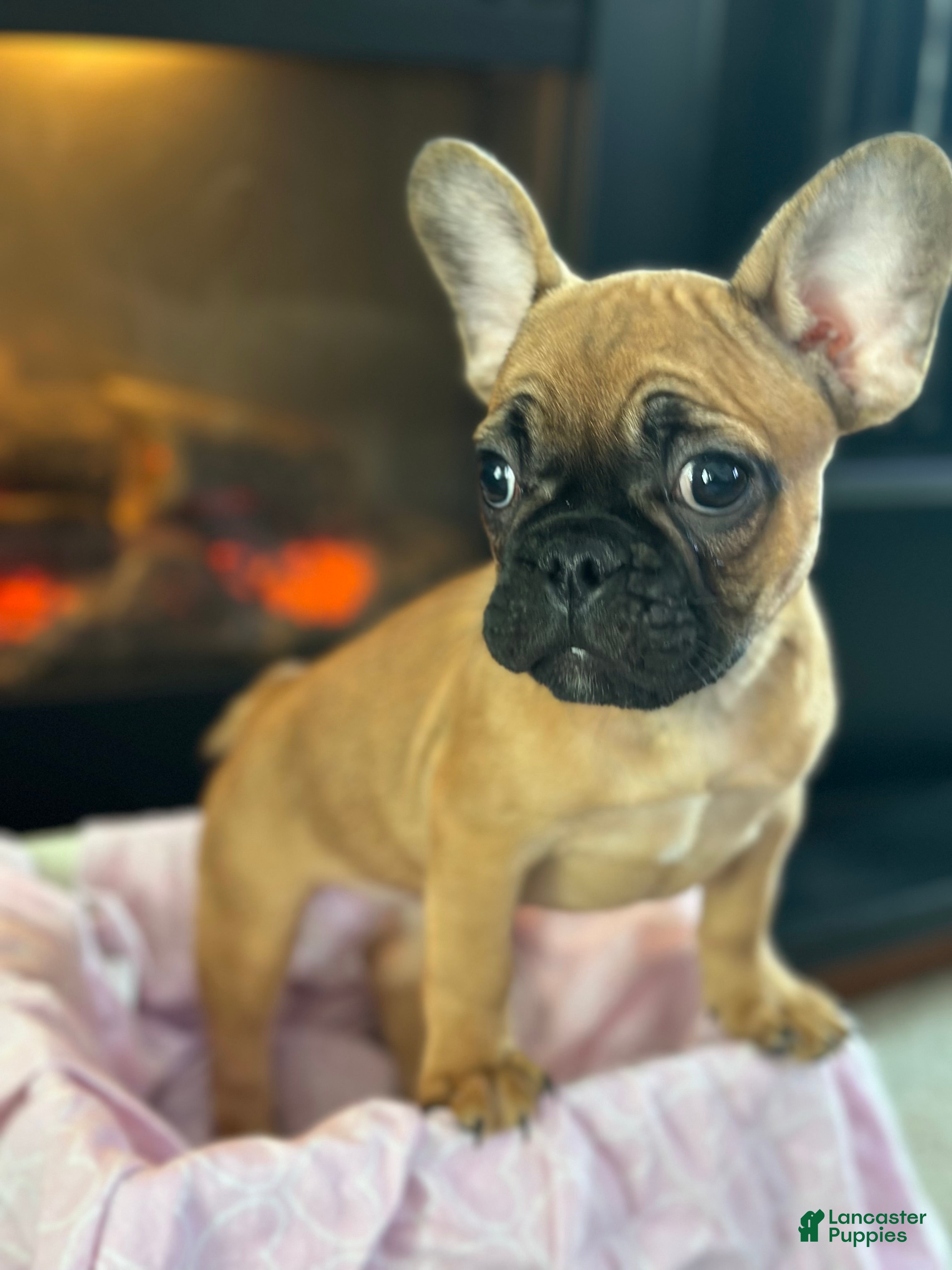French Bulldog dogs French Bulldog Puppy 2 - Ad 2