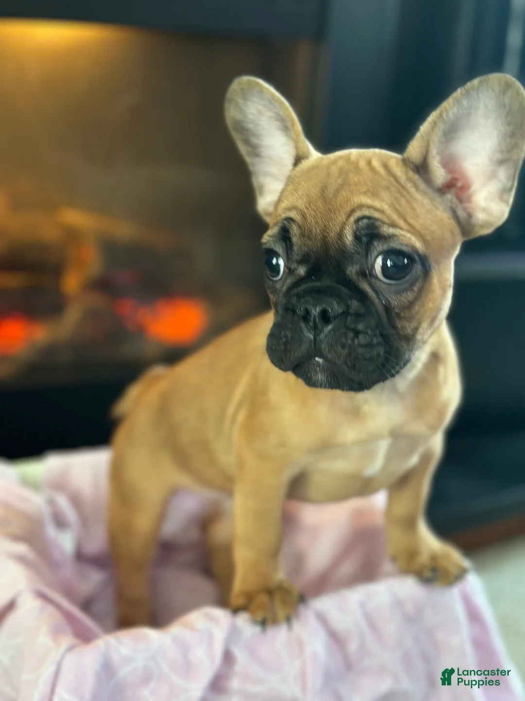 French Bulldog dogs for sale: French Bulldog Puppy 2 - Ad 2