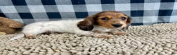 Miniature Dachshund dogs for sale: Kelly - Ad 5