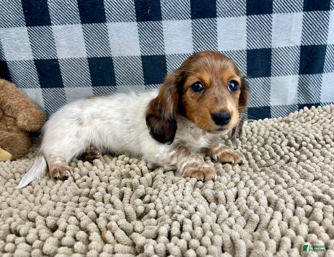 Miniature Dachshund dogs for sale: Kelly - Ad 5