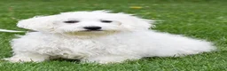 Maltese dogs for sale: Zebrina - Ad 10