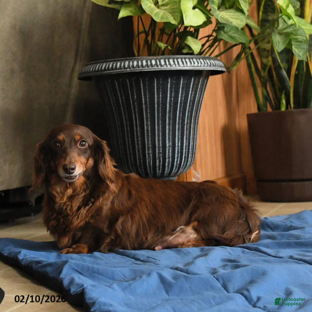 Miniature Dachshund dogs for sale: Harmony - Ad 3