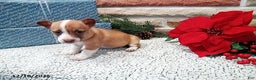 Jack Russell Terrier dogs for sale: Hope - Ad 1