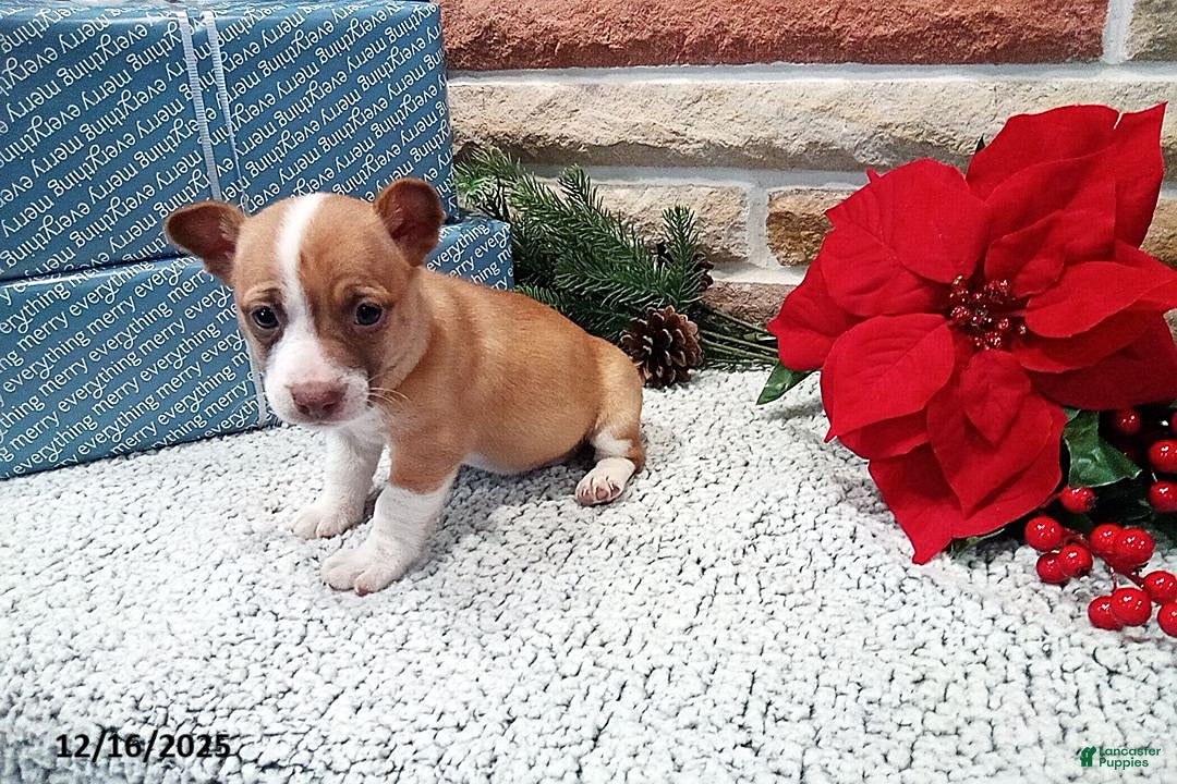 Jack Russell Terrier dogs for sale: Hope - Ad 1