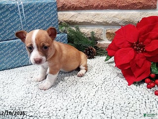 Jack Russell Terrier dogs Hope - Ad 4