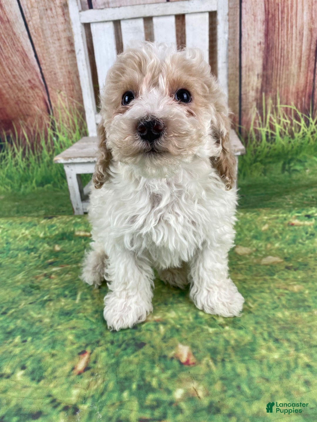 Miniature Poodle dogs for sale: Nelson - Ad 3