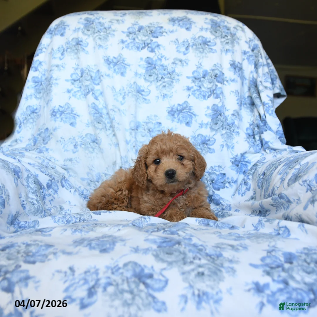 Labradoodle dogs for sale: Calvin - Ad 2
