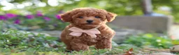 Miniature Poodle dogs for sale: Jane - Ad 4