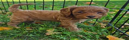 Cavapoo dogs for sale: Hazel - Ad 7