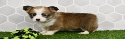 Welsh Corgi Pembroke dogs for sale: Iris 2505 - Ad 1
