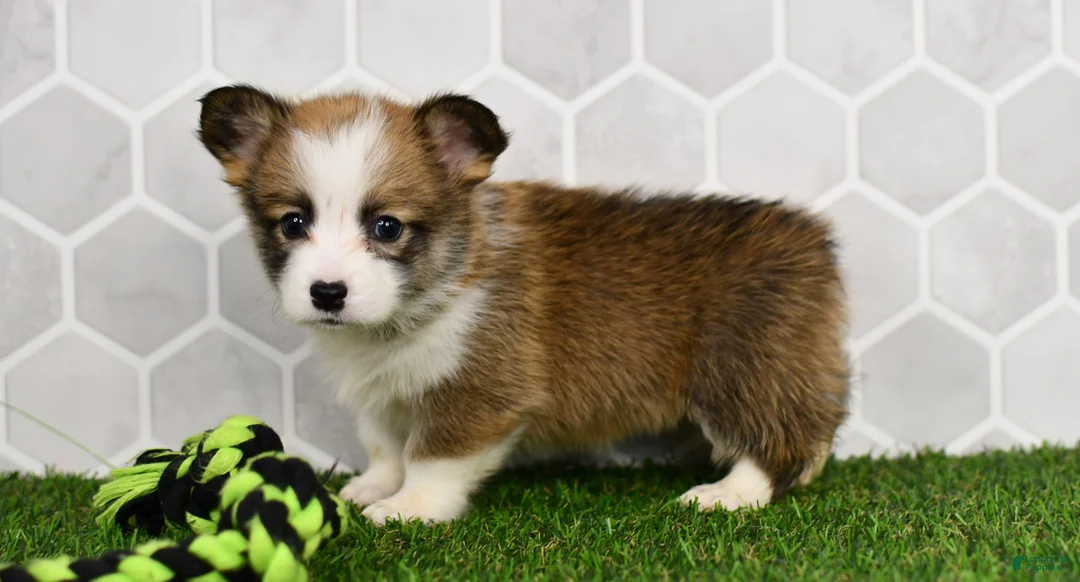 Welsh Corgi Pembroke dogs for sale: Iris 2505 - Ad 1