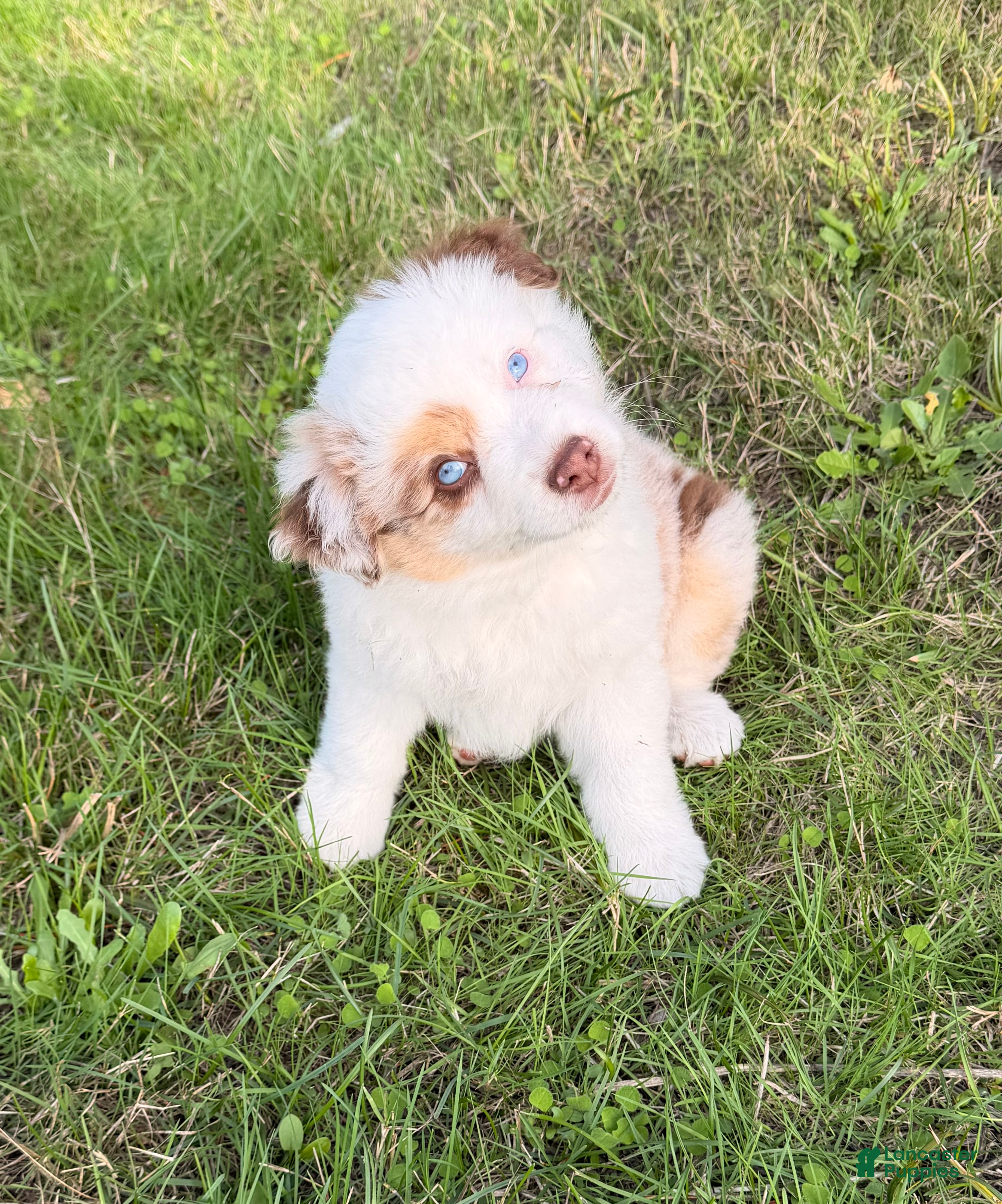 Miniature Australian Shepherd dogs Miniature Australian Shepherd 1 - Ad 2