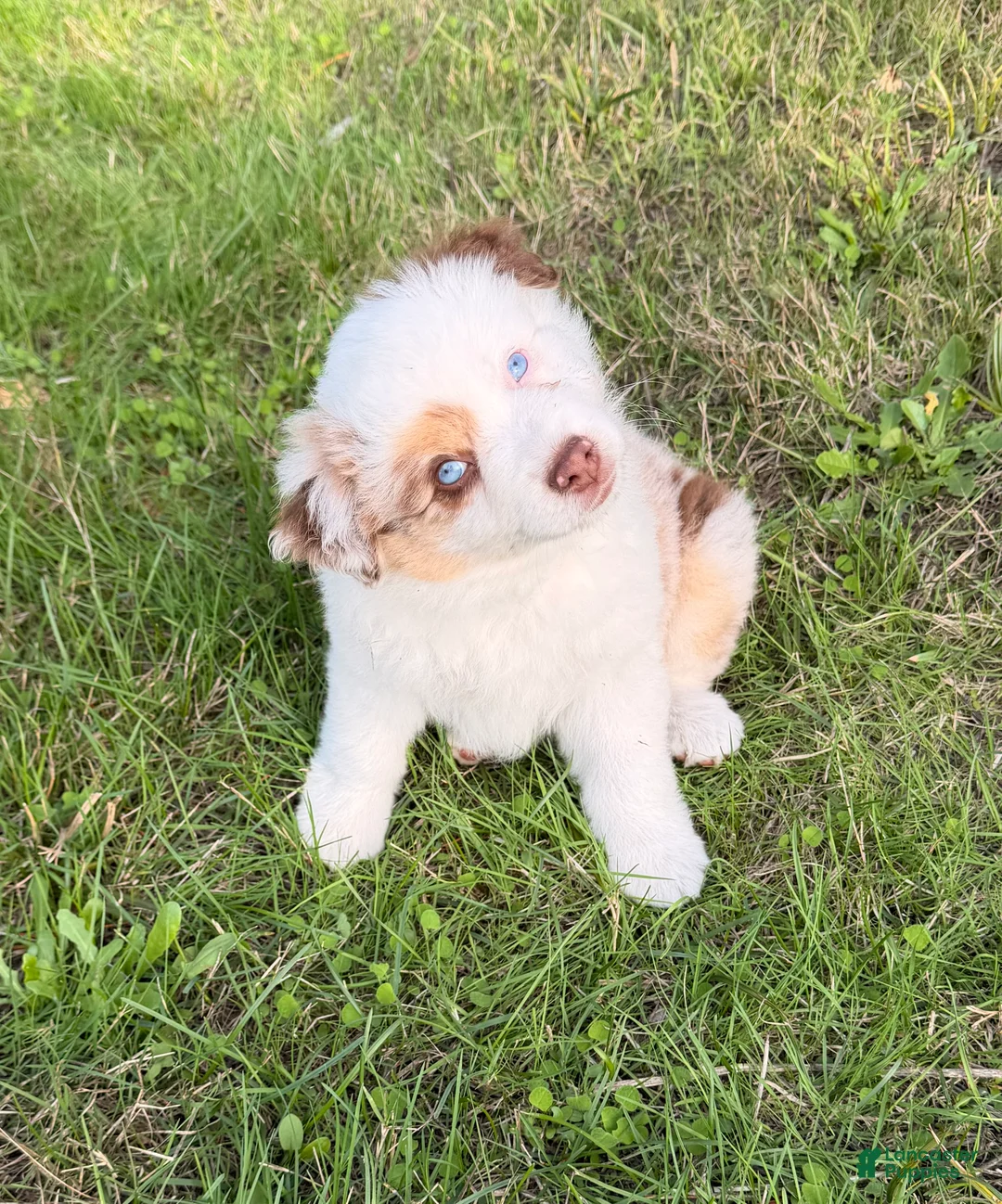 Miniature Australian Shepherd dogs for sale: Miniature Australian Shepherd 1 - Ad 2