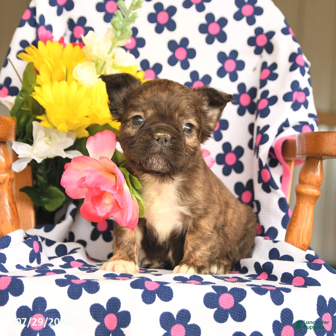 French Bulldog dogs for sale: Milky Way - Ad 1