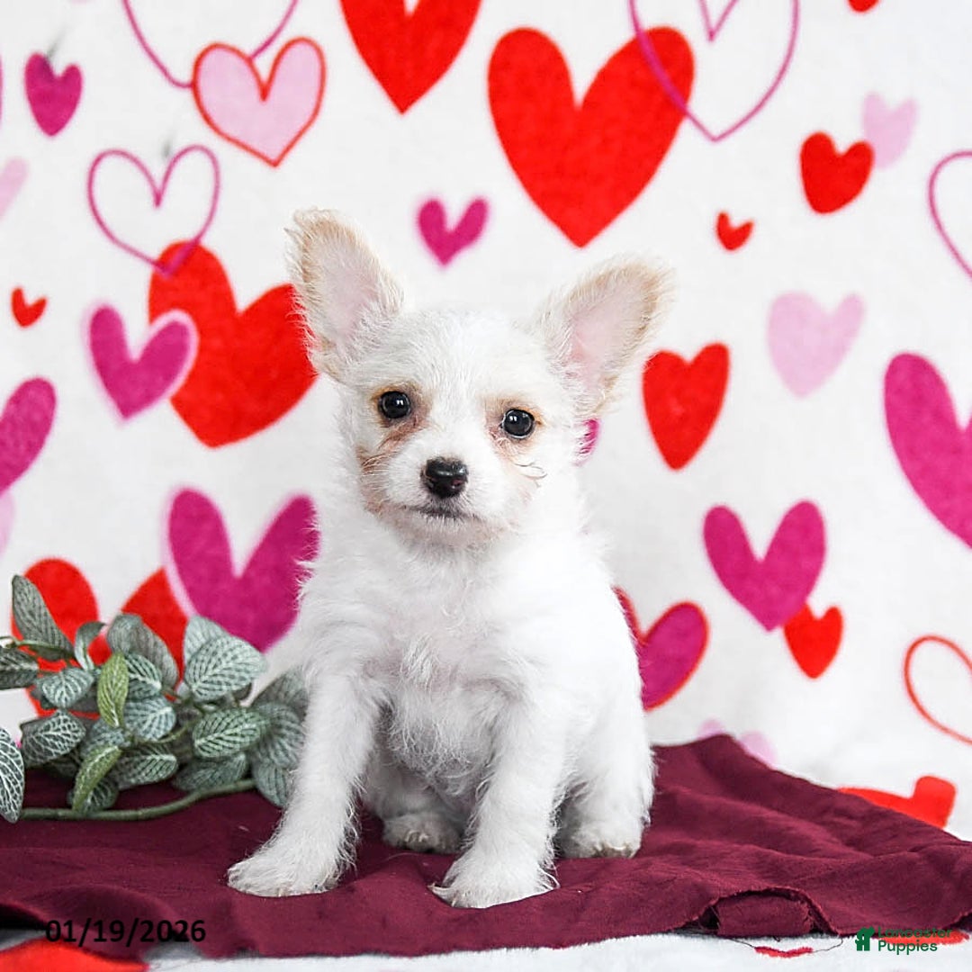 Yochon dogs for sale: Snowflake - Ad 1