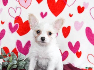 Yochon dogs Snowflake - Ad 4