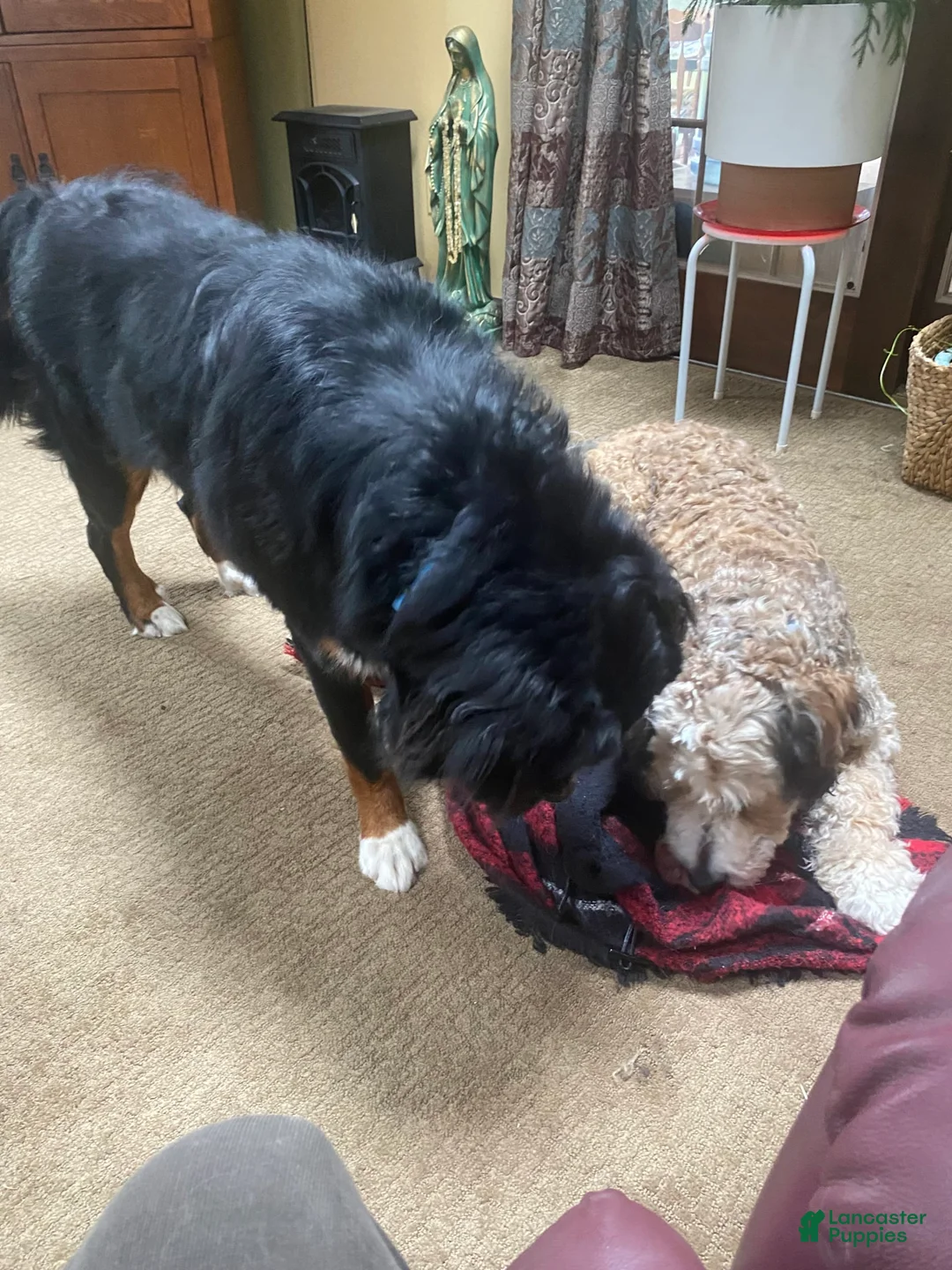 Gallery Image {{count}}