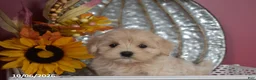 Maltipoo dogs for sale: Roy - Ad 3