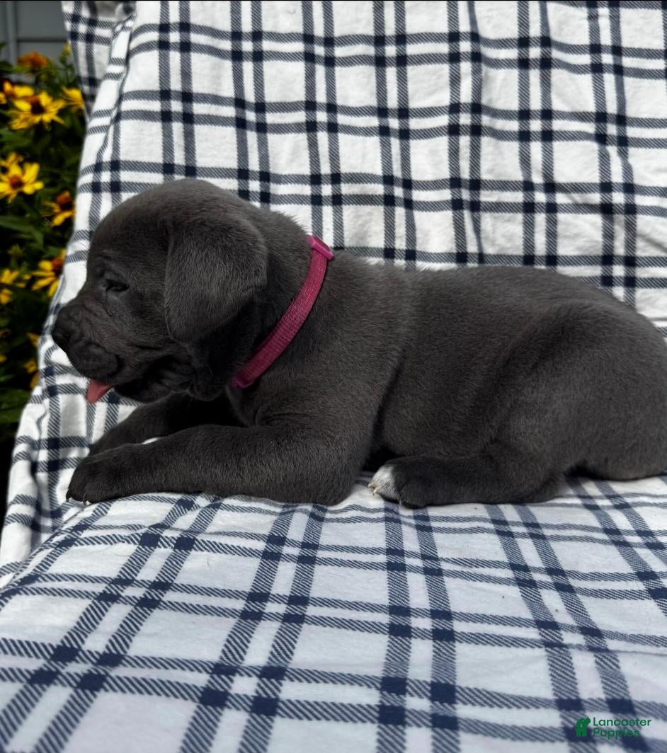 Cane Corso dogs Cane Corso Dark Pink Collar - Ad 6