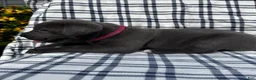 Cane Corso dogs for sale: Cane Corso Dark Pink Collar - Ad 1