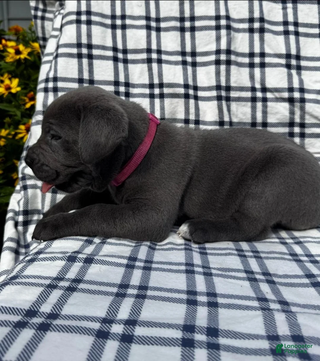 Cane Corso dogs for sale: Cane Corso Dark Pink Collar - Ad 1