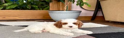 Cavapoo dogs for sale: Cavapoo male 1 - Ad 3