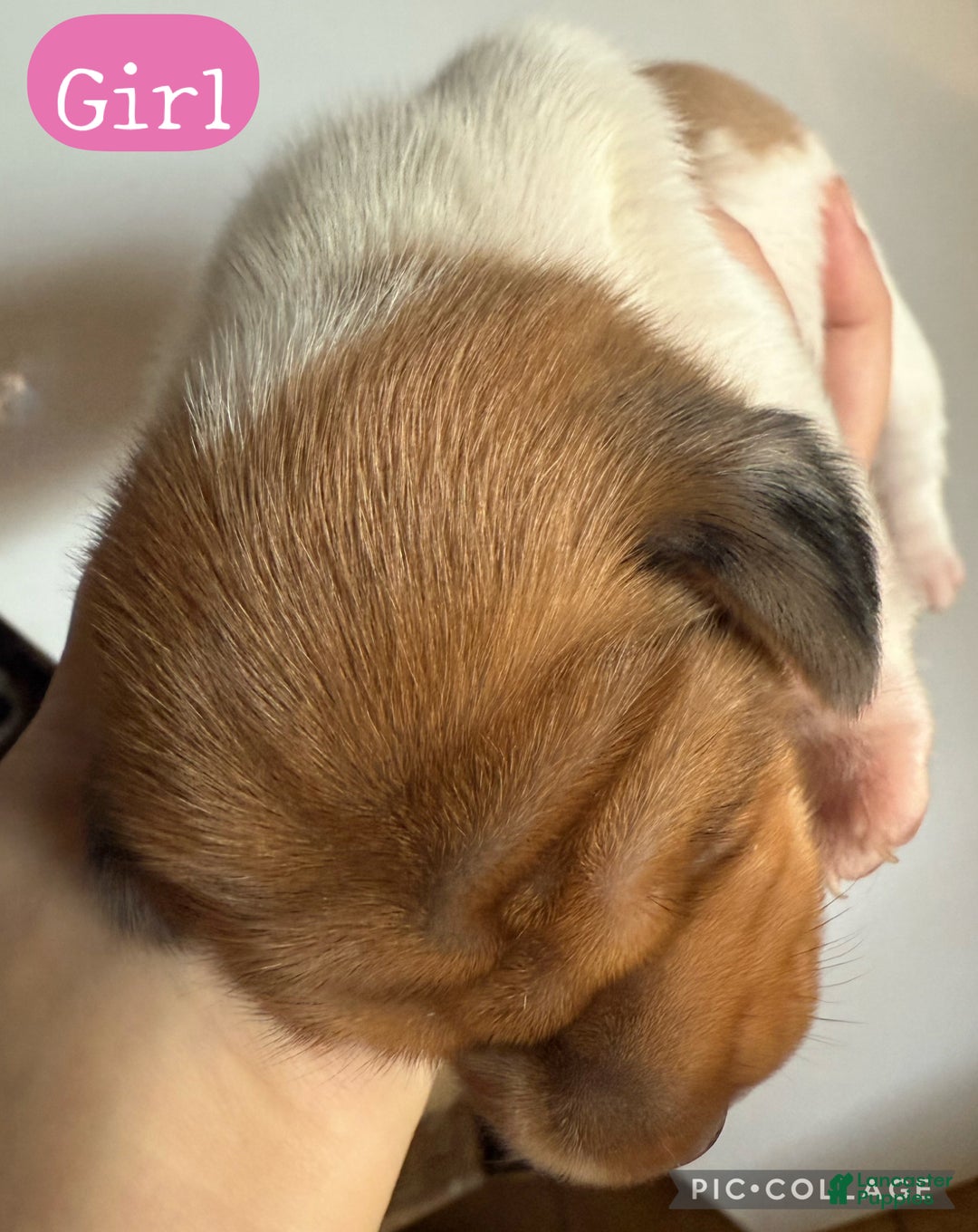 Miniature Dachshund dogs for sale: Miniature Dachshund LH Dapple - Ad 5