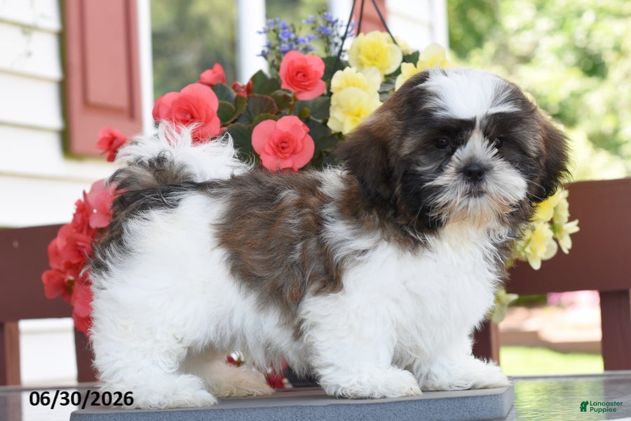 Shih Tzu dogs Mooch    - Ad 2