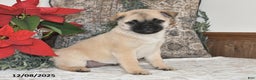 Mixed Breed dogs for sale: Princess - Ad 4