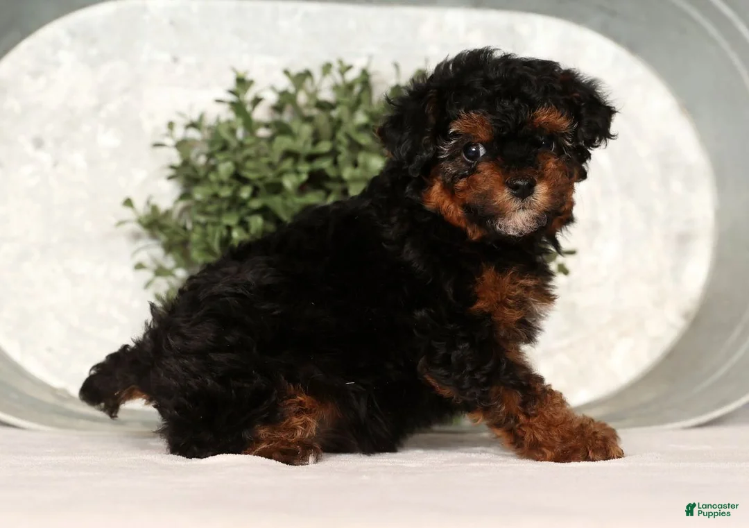 Toy Poodle dogs for sale: Marshey - Ad 5