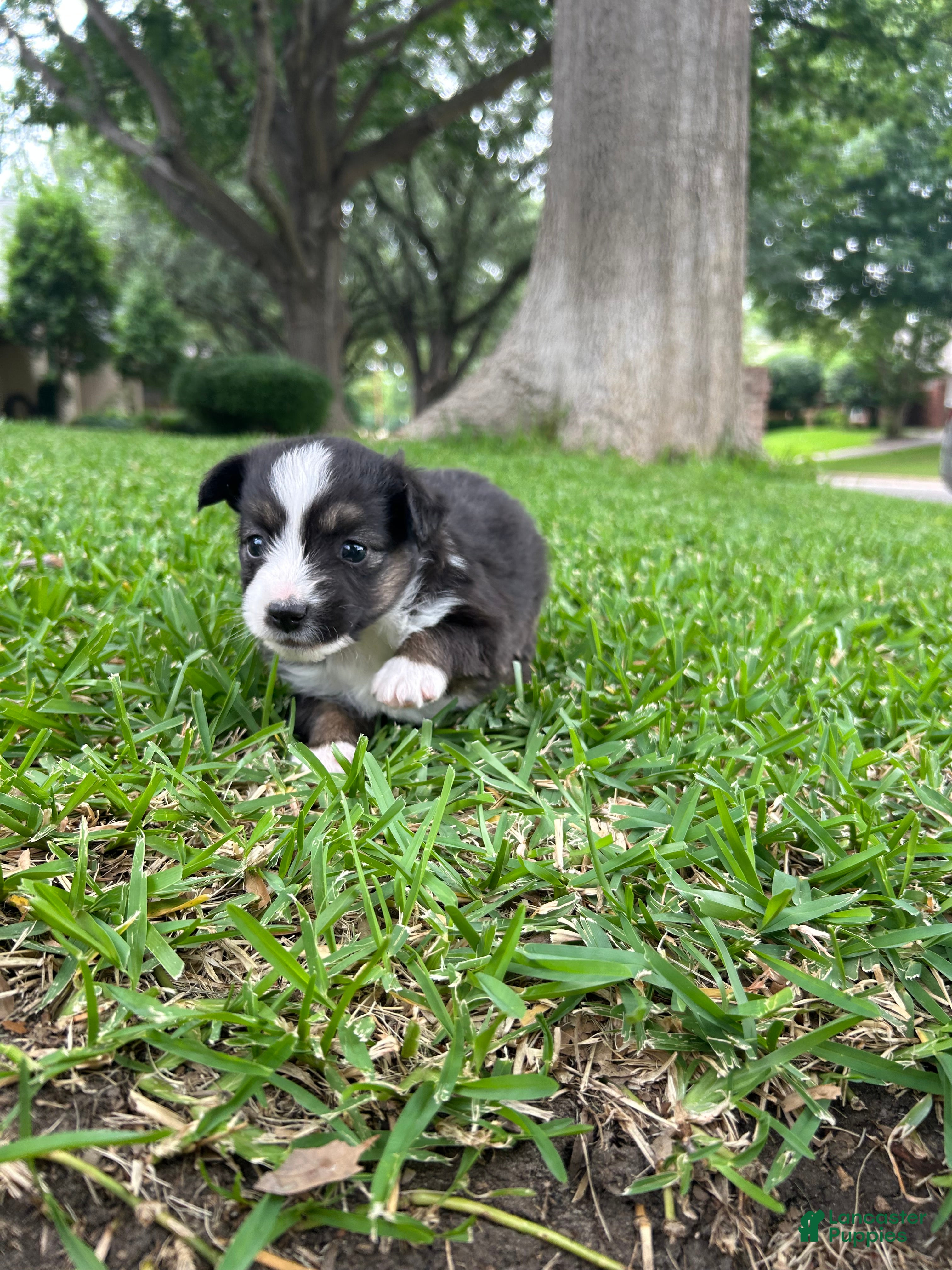 Miniature Australian Shepherd dogs for sale: Sunny - Ad 5