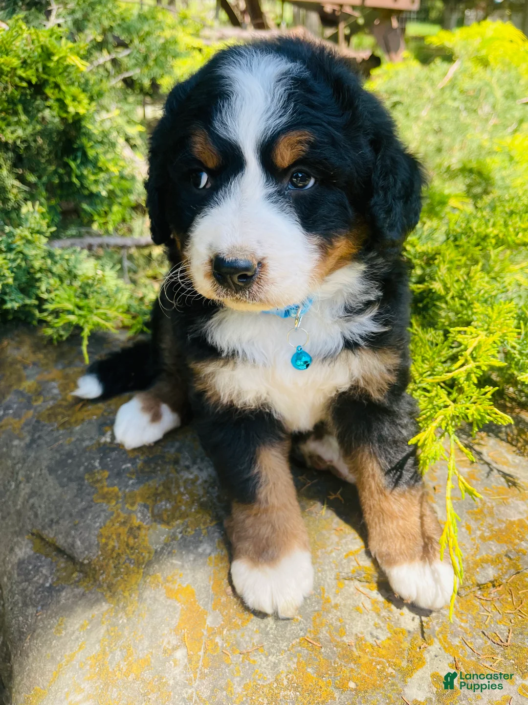 Bernedoodle dogs for sale: Cooper - Ultra Bernedoodle  - Ad 2