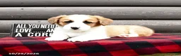 Welsh Corgi Pembroke dogs for sale: Mylon - Ad 4