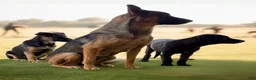 German Shepherd dogs for sale: German Shepherd Puppy 7 - Ad 12