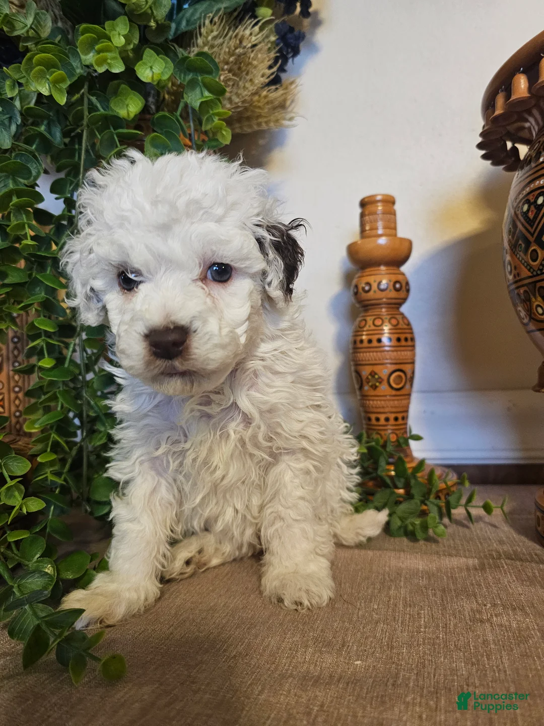 Mini Goldendoodle dogs for sale: Primrose  - Ad 6