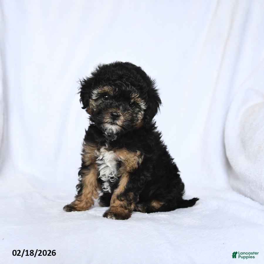 Havapoo dogs Lilac - Ad 2