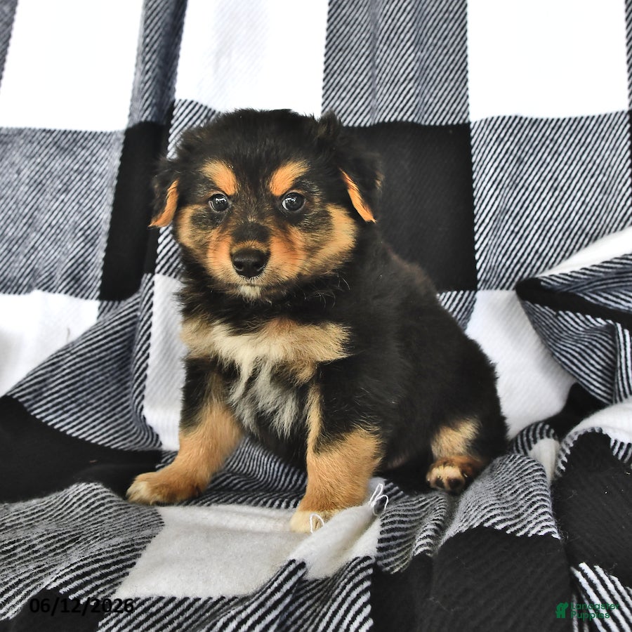 Mixed Breed dogs Grant - Ad 2