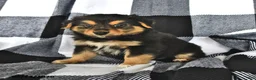 Mixed Breed dogs for sale: Grant - Ad 2