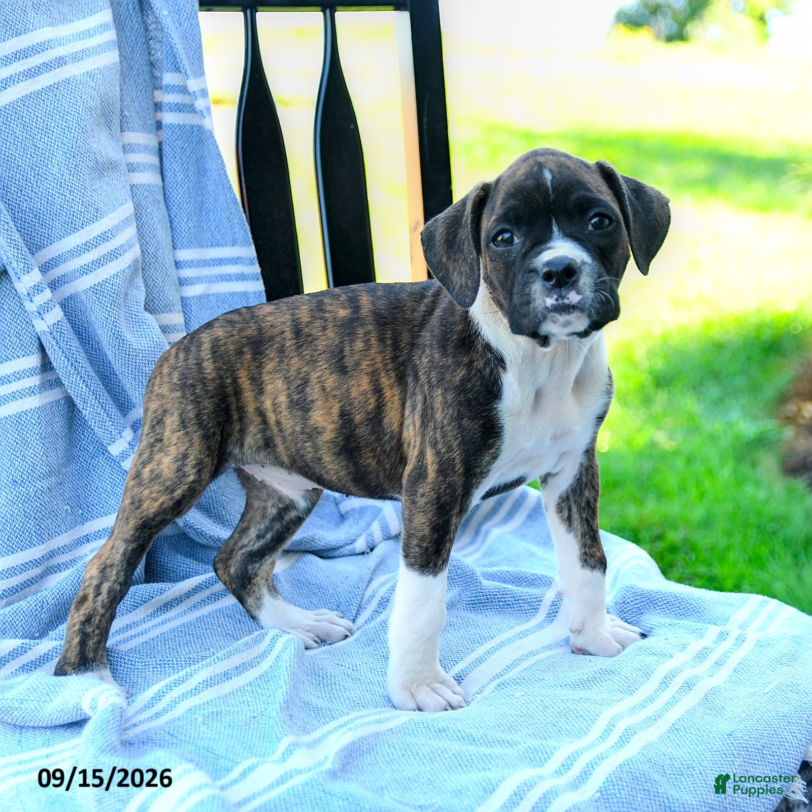 Boxer dogs Ophelia  - Ad 2