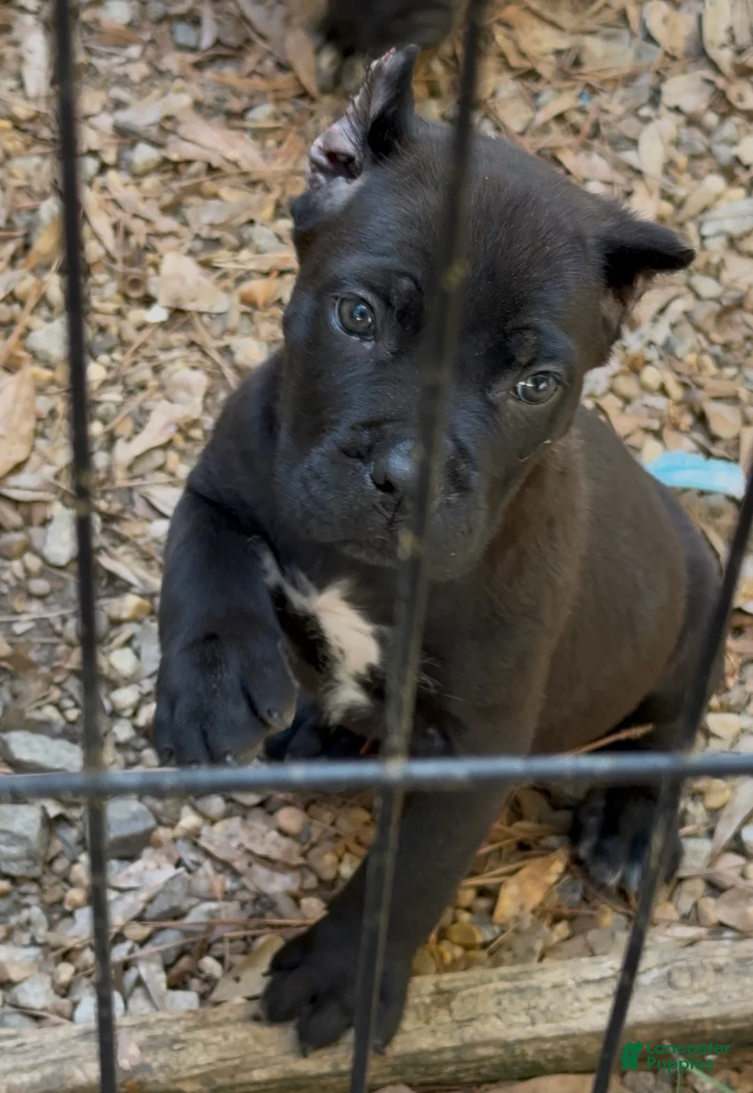 Cane Corso dogs for sale: Cane Corso Puppy 2 - Ad 2