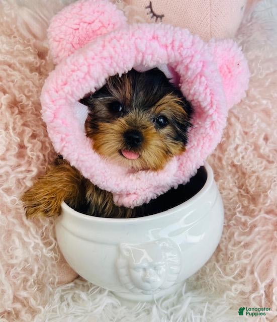 Yorkshire Terrier dogs Teacup Yorkshire Terrier Puppy 1 - Ad 20