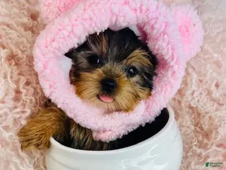 Yorkshire Terrier dogs Teacup Yorkshire Terrier Puppy 1 - Ad 1
