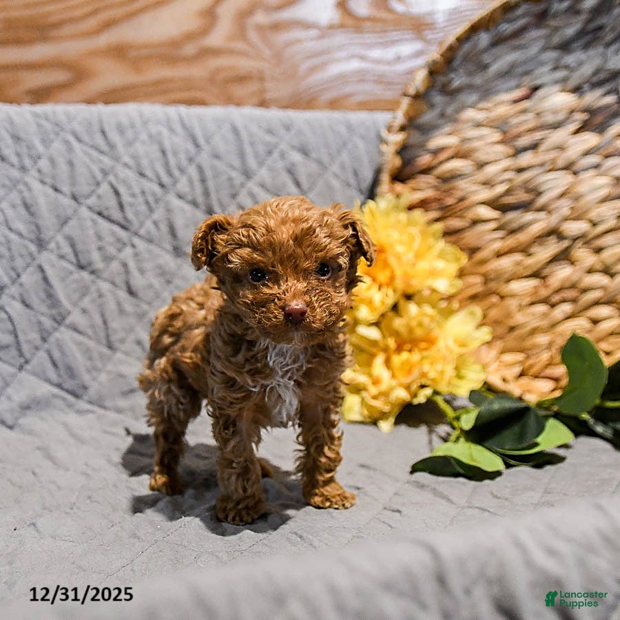 Mini Goldendoodle dogs for sale: Smokey - Ad 4