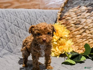 Mini Goldendoodle dogs Smokey - Ad 37