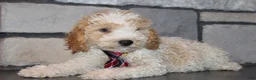 Mini Goldendoodle dogs for sale: Mini Ziggy - Ad 17