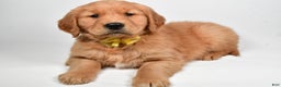 Golden Retriever dogs for sale: Leo - Ad 5